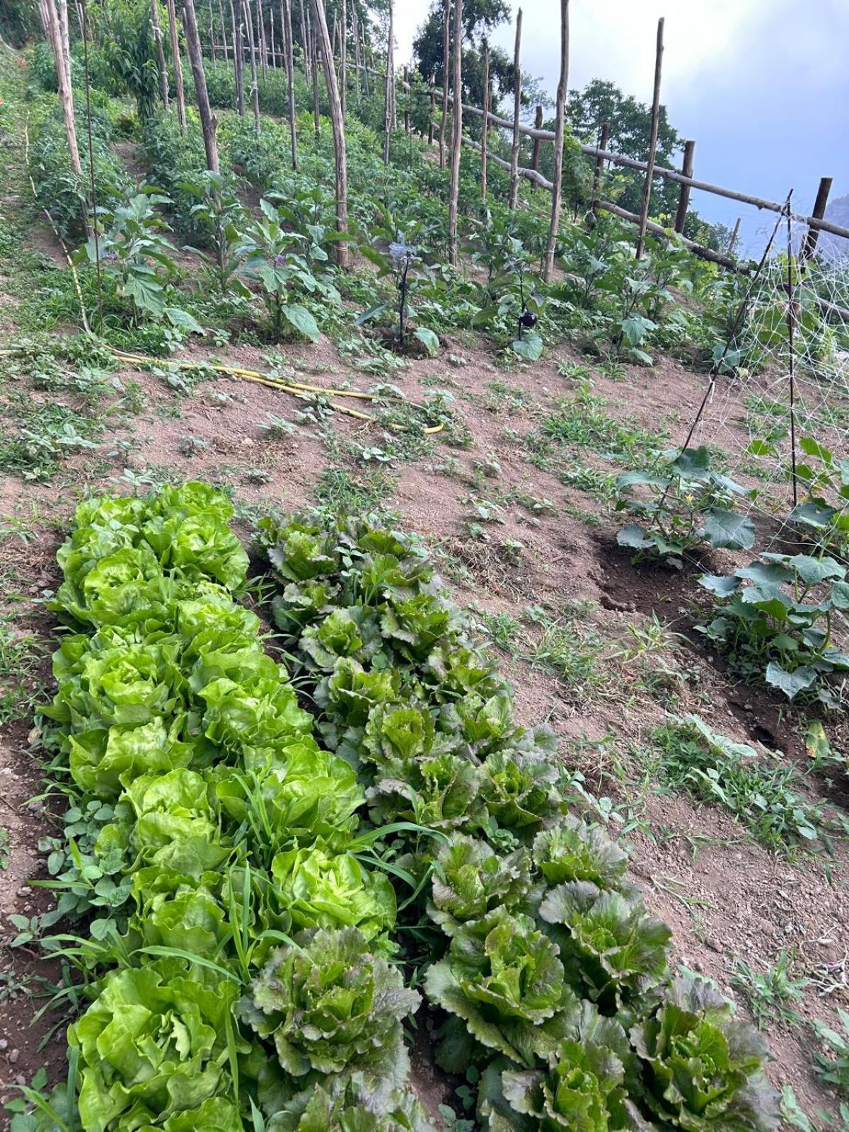 Agriturismo Orrido Di Pino アジェーロラ エクステリア 写真